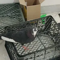 کفتر سیاه پلنگ گوک کرمانی