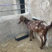 بز و بزغاله|حیوانات مزرعه|کاشان, طاهرآباد|دیوار