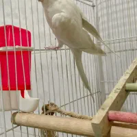 عروس هلندی آلبینو|پرنده|شیراز, شهرک رضوان|دیوار