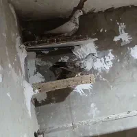 کبوتر|پرنده|باغ ملک, |دیوار