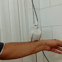 جوجه عروس آلبینو