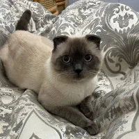 گربه نر اسکاتیش آماده برای جفت گیری