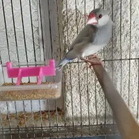 مجسمه|مجسمه، تندیس، ماکت|زابل, |دیوار