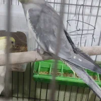 جوجه عروس هلندی|پرنده|پاکدشت, پاکدشت (مامازند)|دیوار