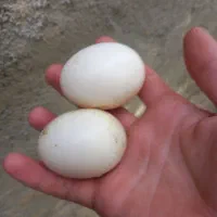 تخم نطفه دار