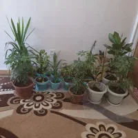 گل وگیاه طبیعی|گل و گیاه طبیعی|یاسوج, |دیوار