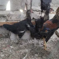 مرغ|حیوانات مزرعه|رامهرمز, |دیوار