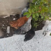 مرغ|حیوانات مزرعه|سقز, |دیوار