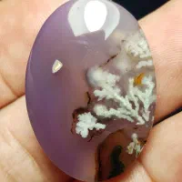 نگین شجر شکوفه