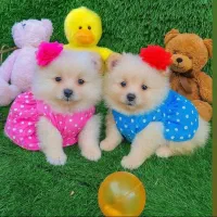 سگ اپارتمانی|سگ|کرج, گلشهر|دیوار