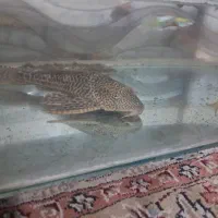 ماهی لجن خوار با ماهی کپی