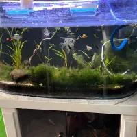 آکواریوم با گیاه طبیعی همراه با میز