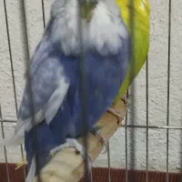 مرغ عشق انگلیسی