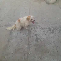 واگذاری سگ اشپیتز پامر|سگ|بندرعباس, |دیوار