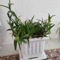 گل آپارتمانی آلوئورا