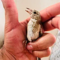 جوجه سهره کال درشت و کشیده استان فارسی