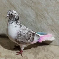 کبوتر تکپر پرشی