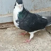 ساده سیاه نر
