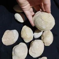 سنگواره و فسیل صدف|کلکسیون اشیاء عتیقه|سروستان, |دیوار