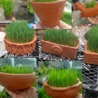 سبزه نارنج و..