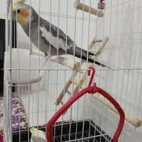 دوعدد عروس هلندی نرو ماده