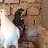 کبوتر|پرنده|سرایان, |دیوار