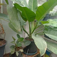 گل‌های آپارتمانی و بیرونی