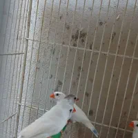 تعدادی فنچ بالغ وجوجه فروشی|پرنده|فردوس (خراسان), |دیوار