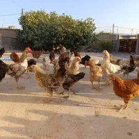 فروش جوجه خروس ومرغ محلی|حیوانات مزرعه|مرودشت, قانون|دیوار