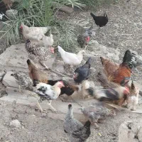 مرغ وخروس
