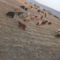 بره بز وبزغاله چاق مناسب کشتار ۸۰ عدد رومشکان|حیوانات مزرعه|رومشکان, |دیوار