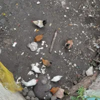 فروش مرغ خروس  باقیمت مناسب