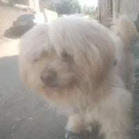 سگ نژاد دار|سگ|علی‌آباد کتول, |دیوار