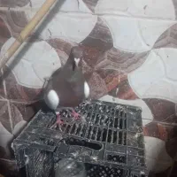 کبوتر|پرنده|علیآباد کتول, |دیوار