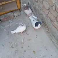 کفتر