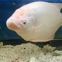 گورامی غول پیکر اسفرلنوس گوارامی پنکوسی کت