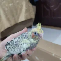 معاوضه جوجه عروس هلندی با اردک یا غاز|پرنده|تولم شهر, |دیوار