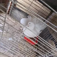 دوعدد کبوتر زینتی دم چتری