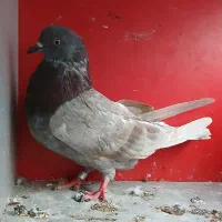 کبوتر|پرنده|سنگر, |دیوار