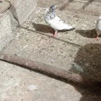 کبوتر|پرنده|مسجد سلیمان, |دیوار