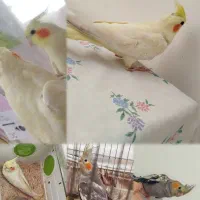 فروش پرنده عروس هلندی|پرنده|شهرکرد, |دیوار
