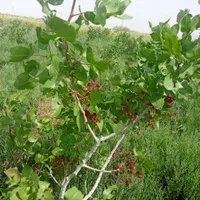 باغ پسته 17000متری 10ساله بارده با استخر ماهی