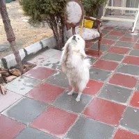 سگ پا کوتاه خانگی