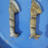 چاقو|کوهنوردی و کمپینگ|دزفول, |دیوار