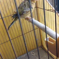 قناری|پرنده|کرمان, |دیوار