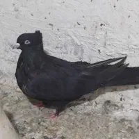 کبوتراصفهانی|پرنده|برخوار, |دیوار