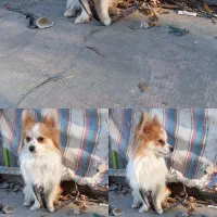 پاکوتاه نر خوشگل خانگی  80000000ملیون