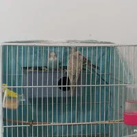 یک جفت مرغ عشق و سه جوجه|پرنده|مشهد, امام خمینی|دیوار