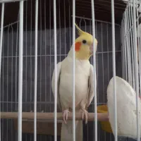عروس هلندی نر دستی