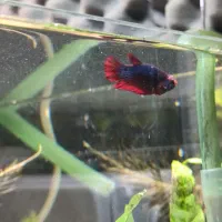 گیاه جاوا و فایتر